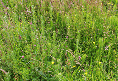 Mesotrophic Grasslands